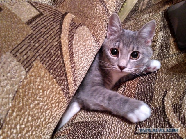 Котовторник 27.09.16