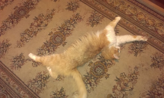 Мой мешающий кот