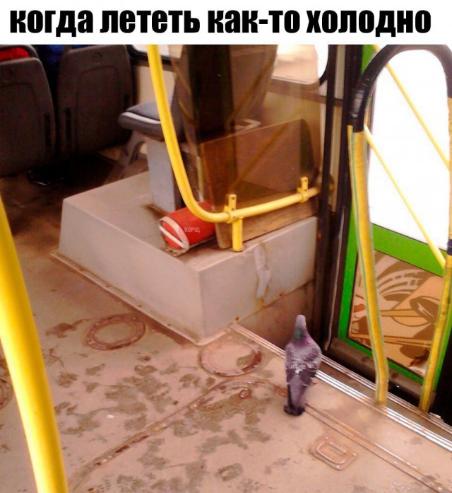 Прикольные картинки