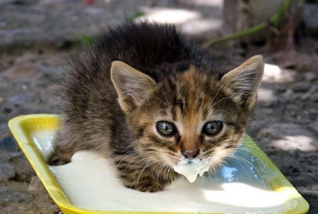 Коты из сети