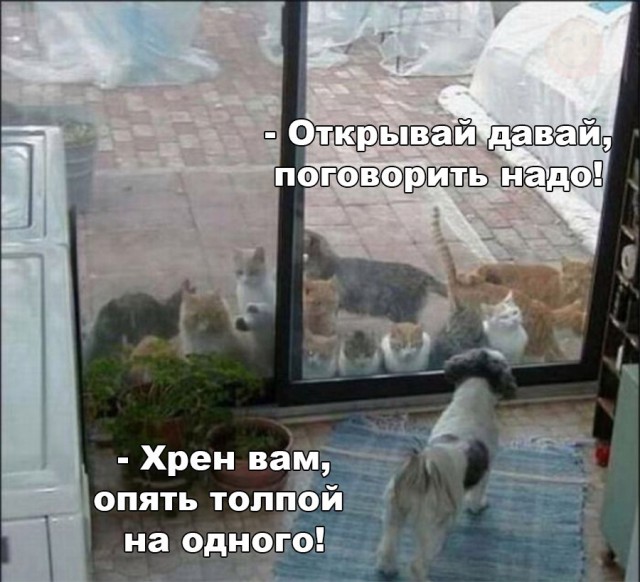 Подборка безудержного веселья