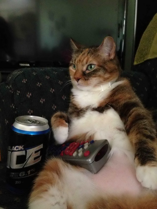Коты и Кошки