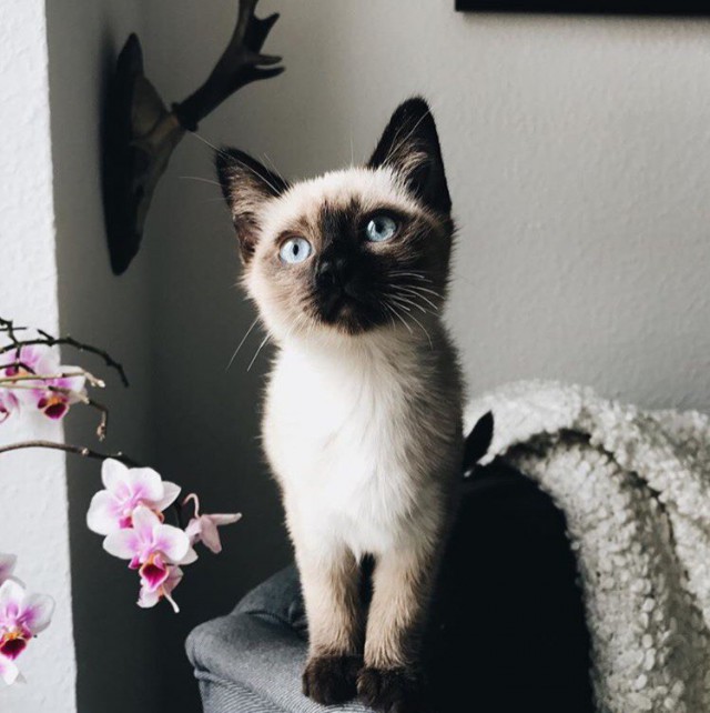 Коты и Кошки