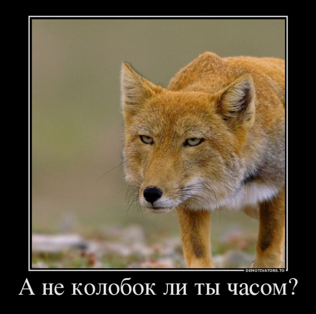 100 картинок для поднятия настроения!