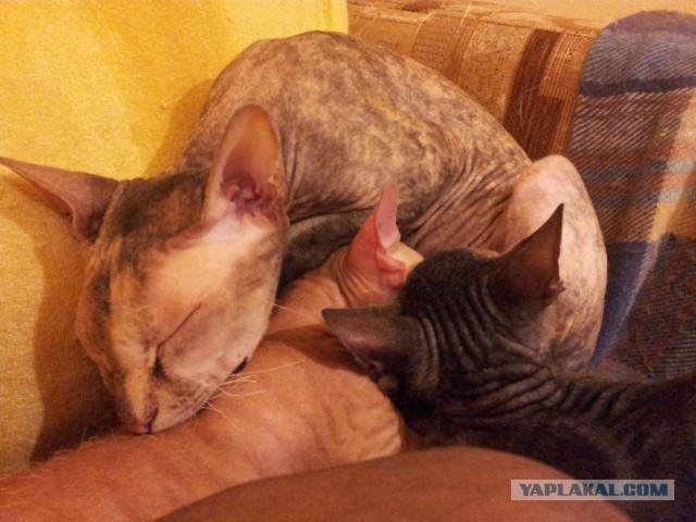 Котята моей кошки (коротенькое видео).