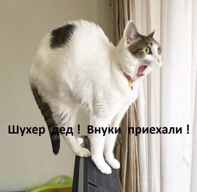 Коты и Кошки