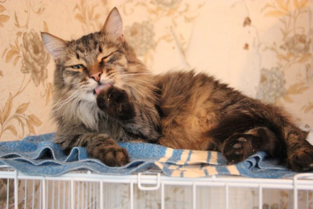 Коты и Кошки