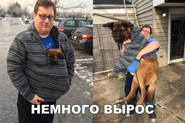 Веселые картинки