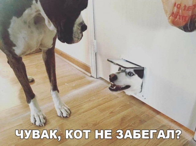Нестандартный юмор