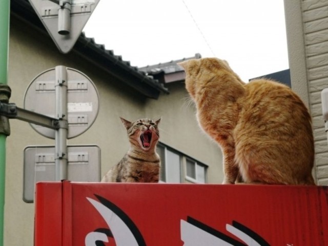 Котомет на вторник 08.04.08