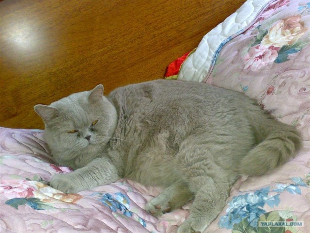Котовторник на ЯПлакалъ 08.07.2008