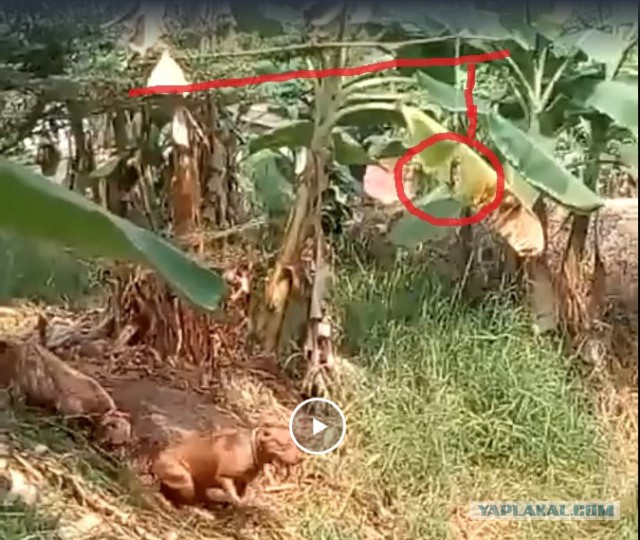 Превосходный ныряльщик