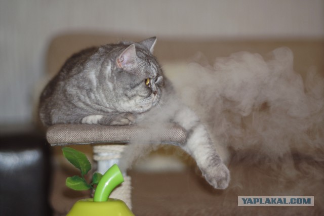 Котовторник  31.07.2018