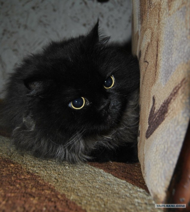 Котовторник