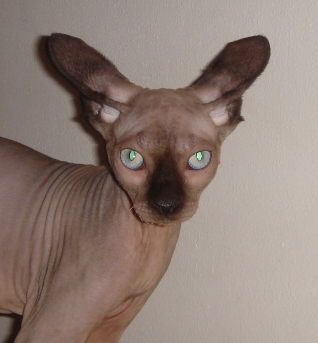 Котовторник (28.02.2012)