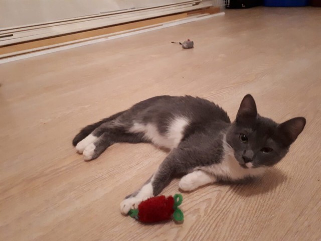 Прикольных котов пост