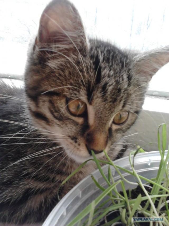 Котовторник (15.05.2012)