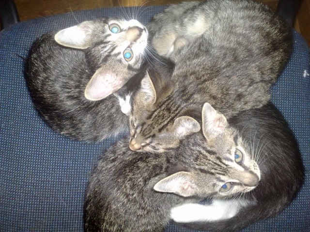 Котовторник 29.05.2012