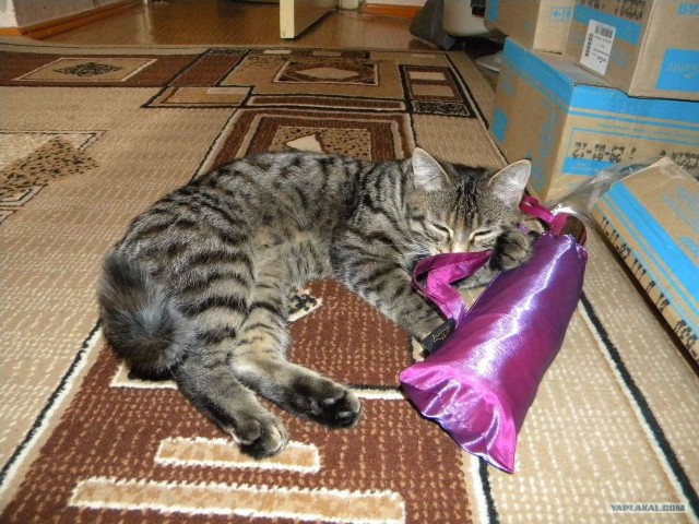 Котовторник   5.06.2012