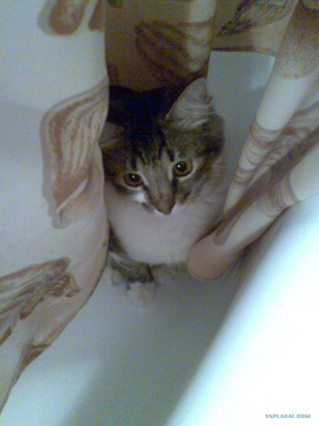 Котовторник  17.07.2012
