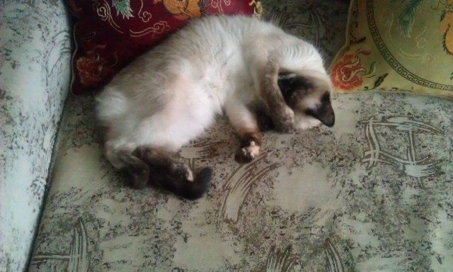 Котовторник  4.09.12