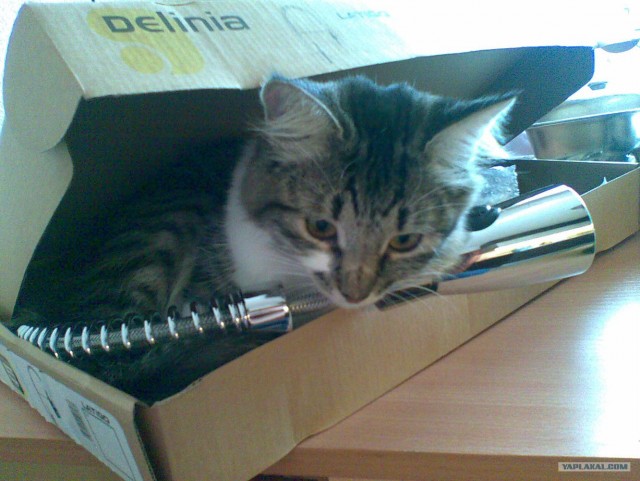 Котонянька и котовторник