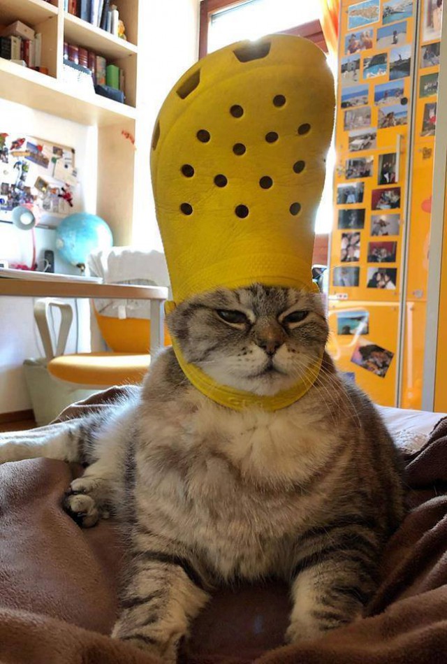 Прикольных котов пост