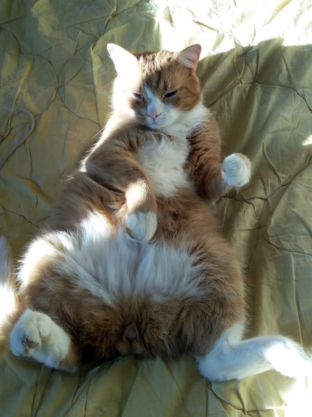 С Днём кошки!
