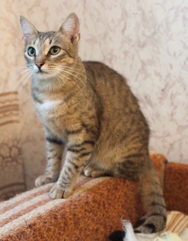 Забавные фото котеек