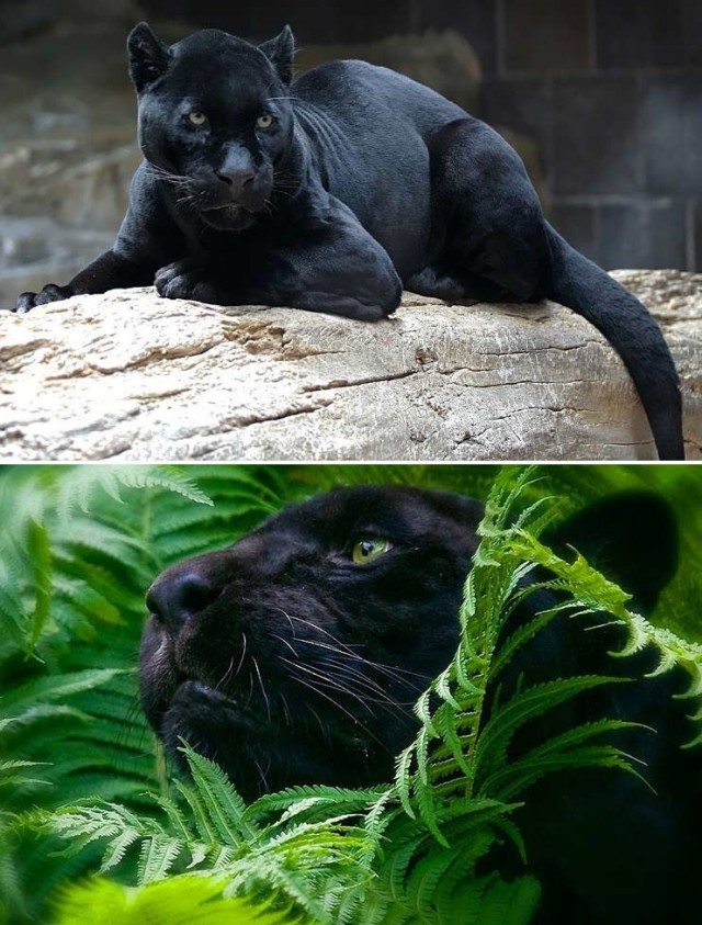 Дикий котовторник