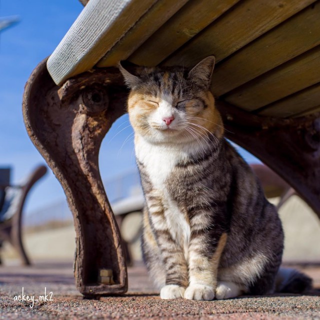 Котовторник однако