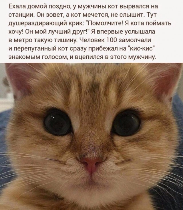 Кот