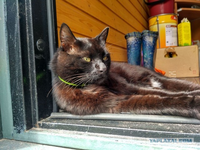 Котовторник