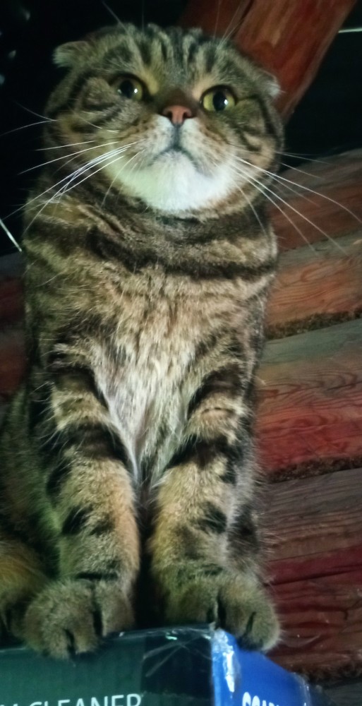 Котовторник?! Коты во вторник!