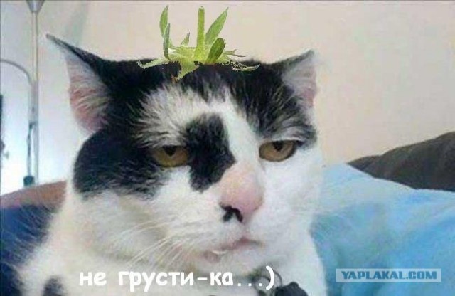 Фотожаба: Лето, фрукты, генетика!