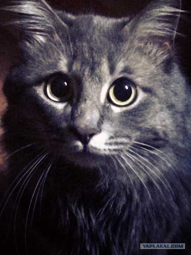 К - Котогеничность