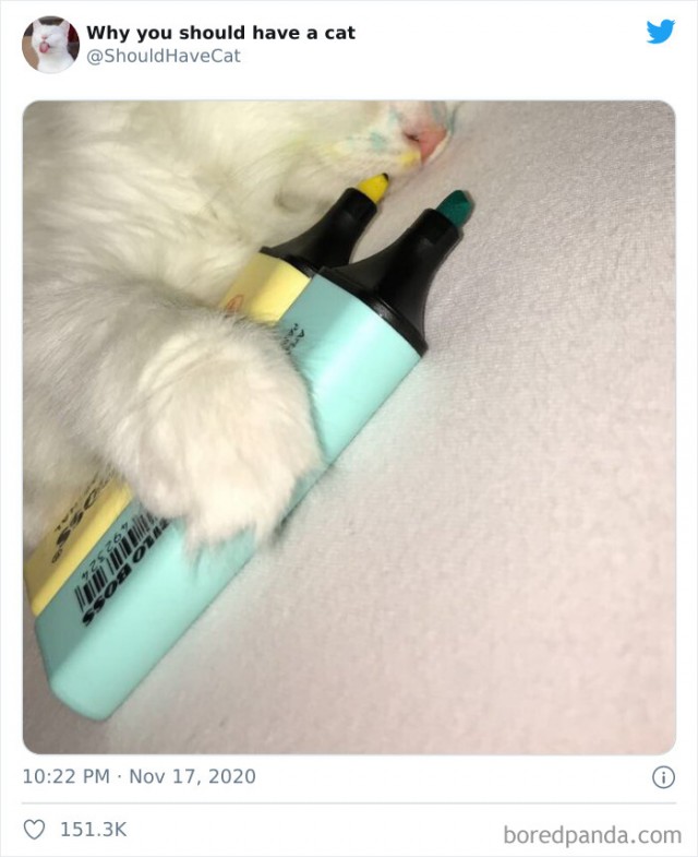 Почему вам нужно завести котов