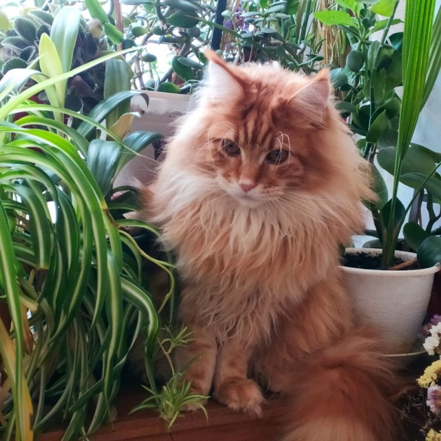 Котовторник. Добавляйте своих