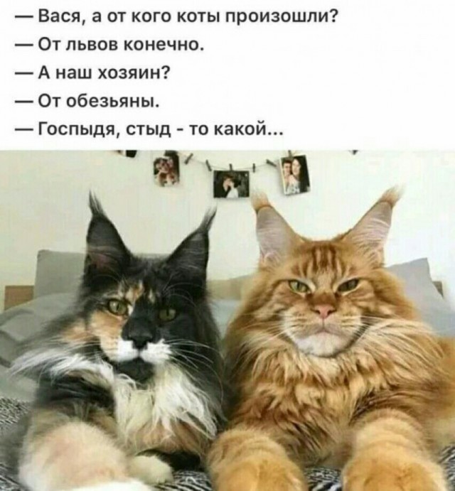 Картинки с надписями и котами