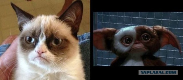 Грустный обиженный котёнок