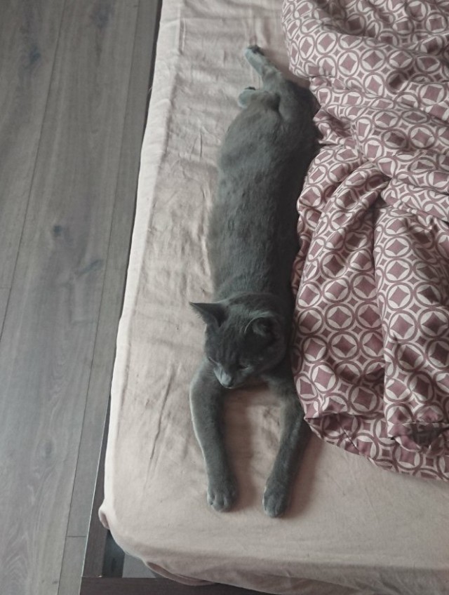 Котовторник же очередной