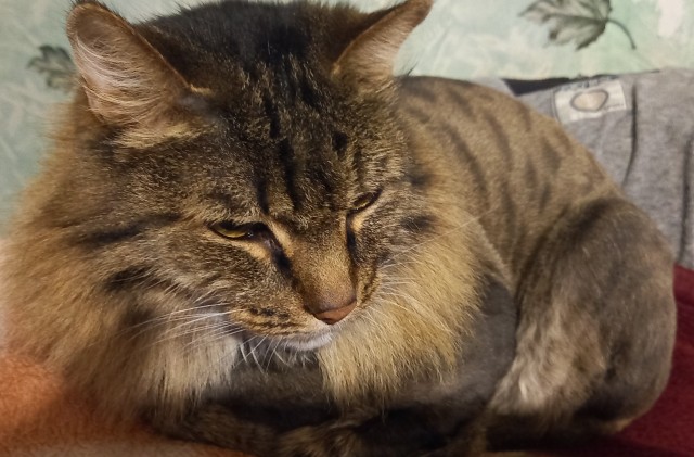 Хоба! Котовторник!