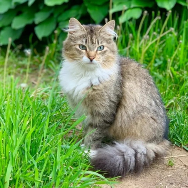 Разные котики