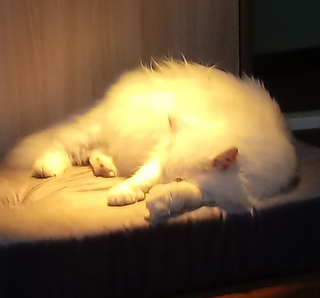 Котовторник
