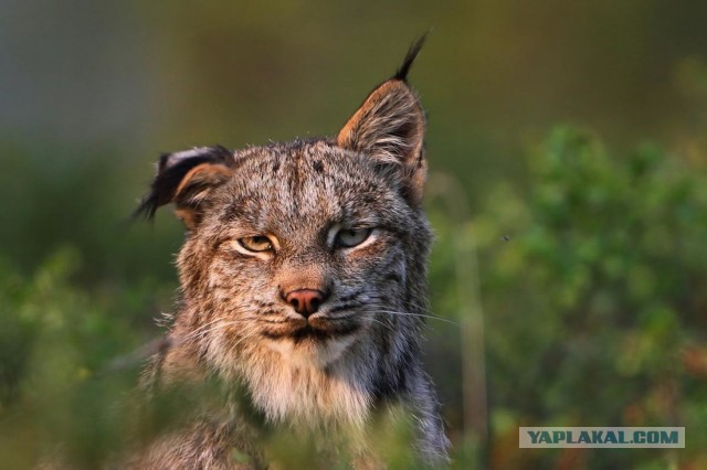 Новая хозяйка (к котовторнику)