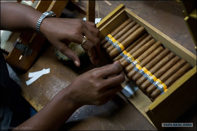 Сигарная фабрика Cohiba