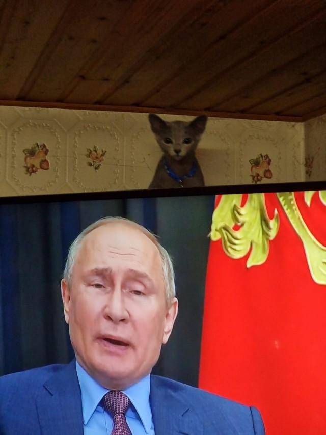 Российским кошкам запретили участвовать в международных соревнованиях