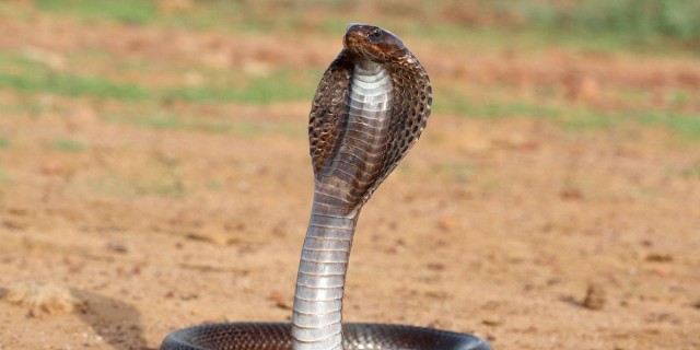 Королевская кобра заживо проглотила другую кобру таких же размеров