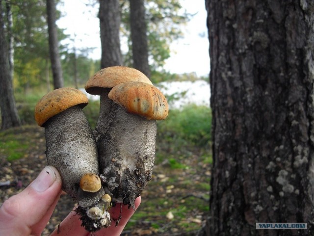Грибные места
