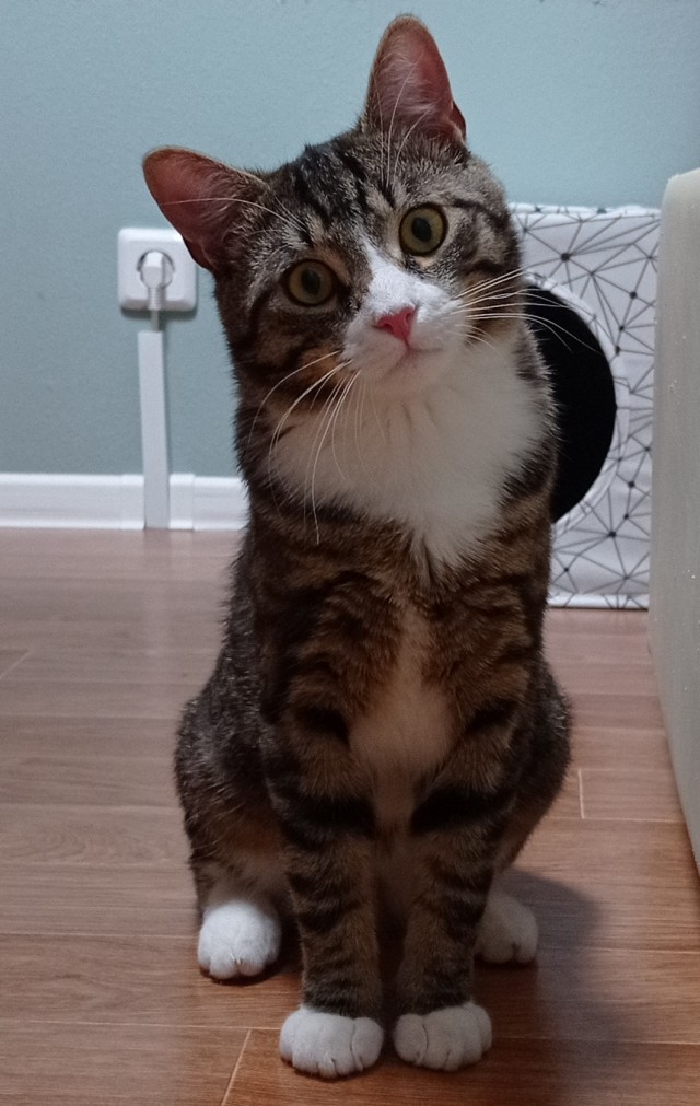 Кот д’Ивуар